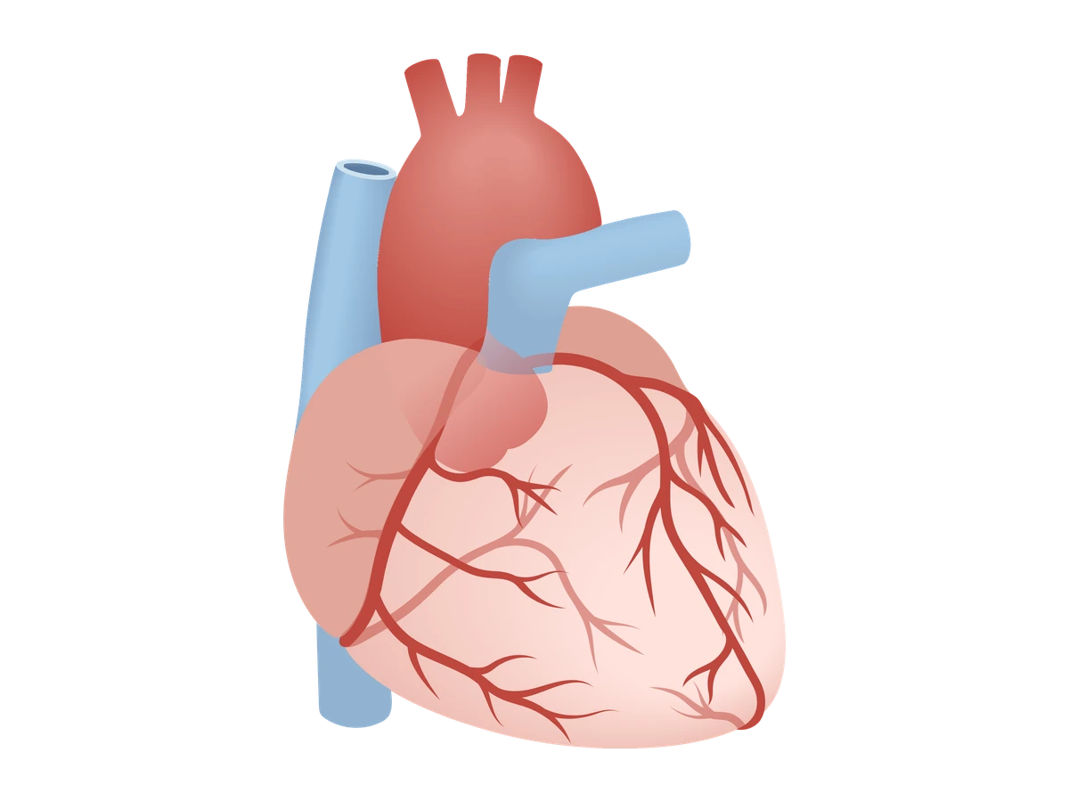 Heart — medical illustration