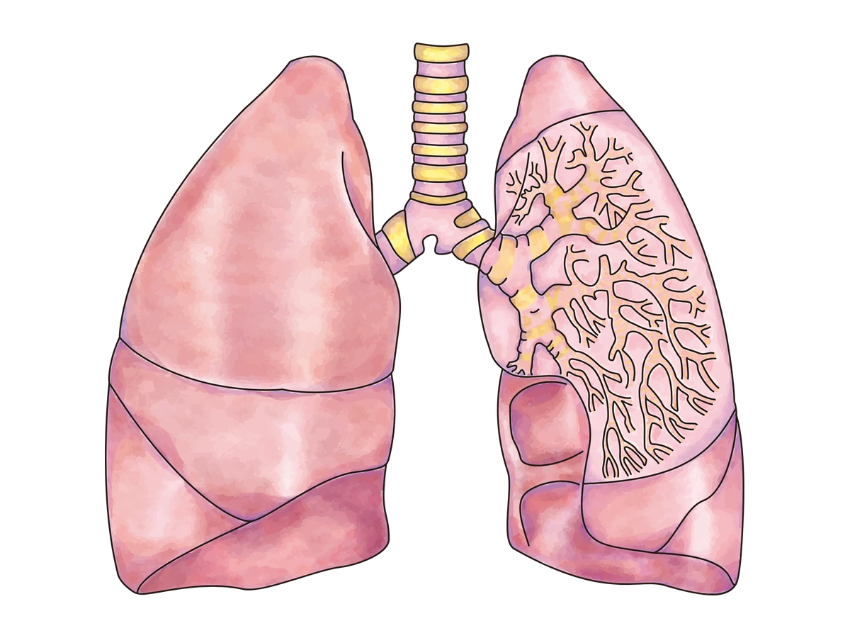 Lung — medical illustration